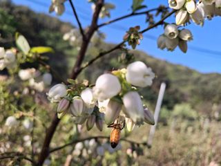 황인근님의 블루베리 · 영농일지 작성글 사진