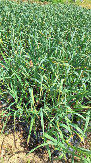 김하동 님의 기타작물 · 영농일지 작성글 사진