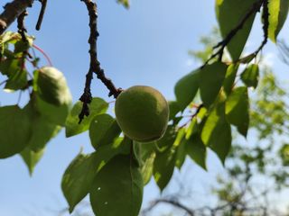 김육환님의 기타작물 · 영농일지 작성글 사진