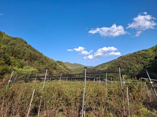 황인근님의 블루베리 · 영농일지 작성글 사진