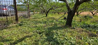 최병만님의 기타작물 · 영농일지 작성글 사진