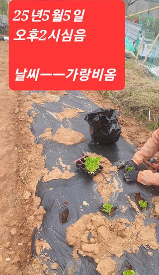 건강한 먹거리 추구님의 고추 · 영농일지 작성글 사진