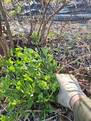 황인근님의 블루베리 · 영농일지 작성글 사진
