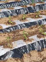 팜모닝 고추·영농일지 게시글 이미지