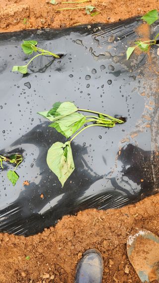 봉담고추님의 고구마 · 영농일지 작성글 사진