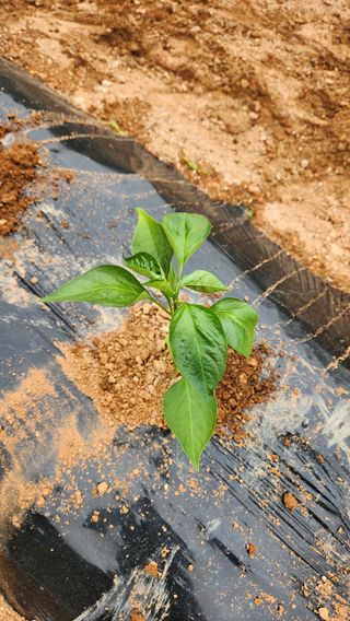 봉담고추님의 기타작물 · 영농일지 작성글 사진