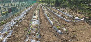 ♡청심전유삼♡님의 고추 · 영농일지 작성글 사진