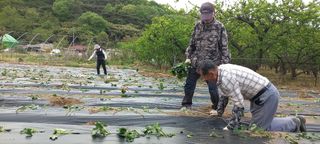 황정희님의 고구마 · 영농일지 작성글 사진