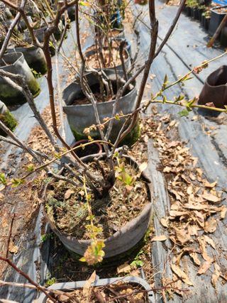 벽창호(죽동농부)님의 블루베리 · 영농일지 작성글 사진