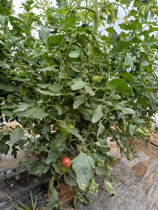 전원수님의 토마토 · 영농일지 작성글 사진