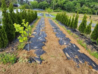 김진영님님의 기타작물 · 영농일지 작성글 사진