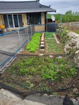 팜모닝 자두·영농일지 게시글 이미지