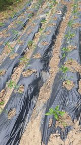 팜모닝 고추·영농일지 게시글 이미지