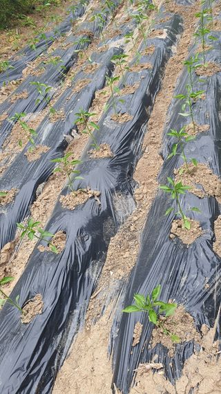 김재량 가을이야.님의 고추 · 영농일지 작성글 사진