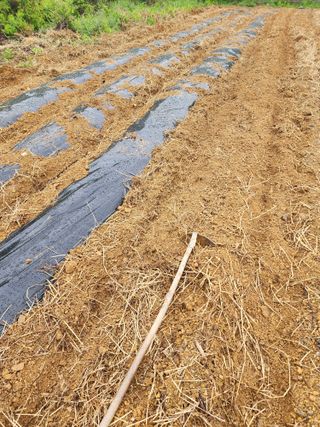 박병한님의 참깨 · 영농일지 작성글 사진