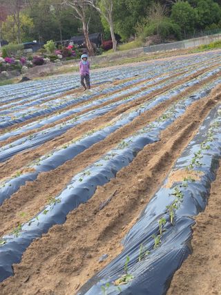 조원구(햇빛촌농장)님의 기타작물 · 영농일지 작성글 사진