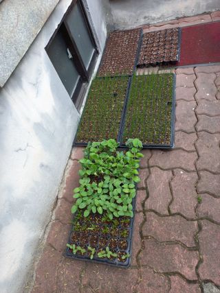 권병홍님의 기타작물 · 영농일지 작성글 사진