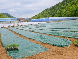 김주희님의 기타작물 · 영농일지 작성글 사진