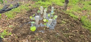 ♡청심전유삼♡님의 고추 · 영농일지 작성글 사진