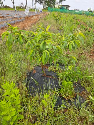 소병기 정직한농장님의 양파 · 영농일지 작성글 사진