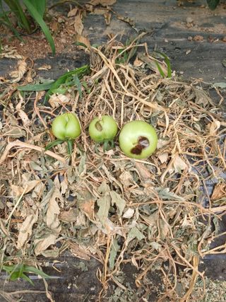전원수님의 토마토 · 영농일지 작성글 사진
