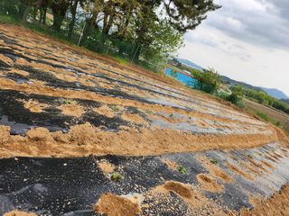 황미순님의 고추 · 영농일지 작성글 사진