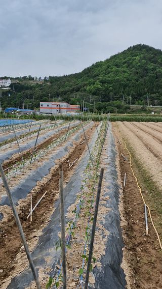 해촌(서정술)50님의 고추 · 영농일지 작성글 사진