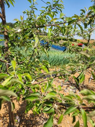 벽창호(죽동농부)님의 사과 · 영농일지 작성글 사진