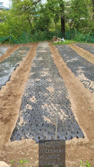 서초농원님의 기타작물 · 영농일지 작성글 사진