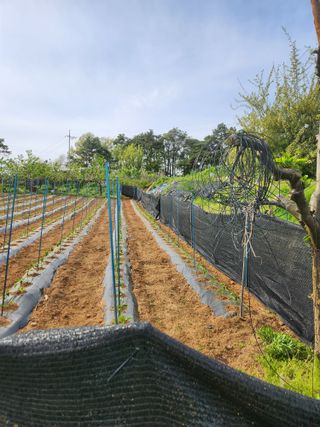 벽창호(죽동농부)님의 고추 · 영농일지 작성글 사진