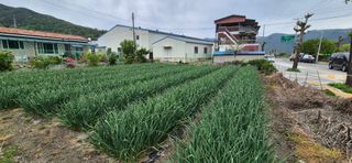 박산하님의 마늘 · 영농일지 작성글 사진