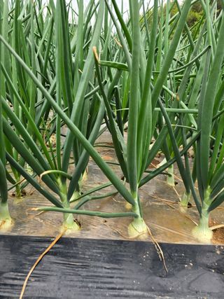 소병기 정직한농장님의 양파 · 영농일지 작성글 사진