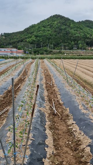 해촌(서정술)50님의 고추 · 영농일지 작성글 사진