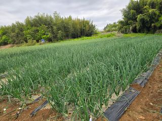 소병기 정직한농장님의 양파 · 영농일지 작성글 사진