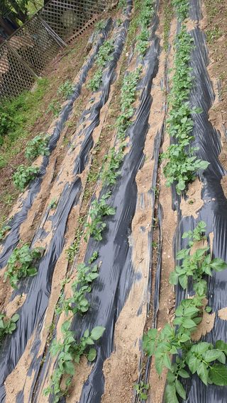 김재량 가을이야.님의 고추 · 영농일지 작성글 사진