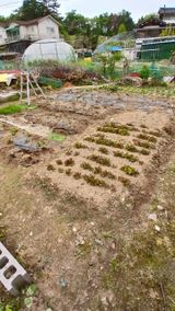 팜모닝 양배추·영농일지 게시글 이미지