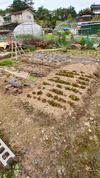 송영복님의 양배추 · 영농일지 작성글 사진