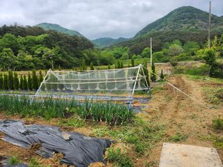 김진영님님의 기타작물 · 영농일지 작성글 사진
