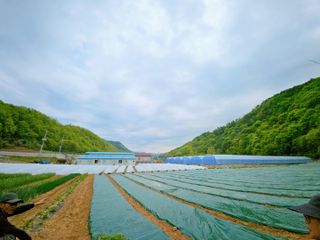 김주희님의 기타작물 · 영농일지 작성글 사진