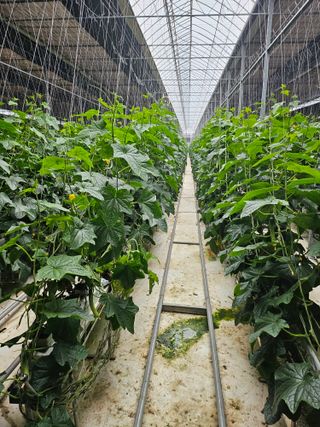 태이린팜님의 오이 · 영농일지 작성글 사진