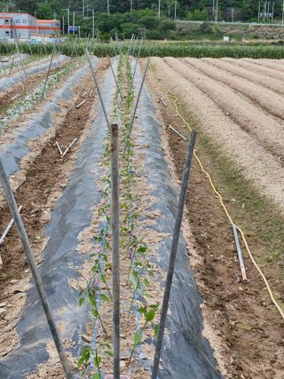 해촌(서정술)50님의 고추 · 영농일지 작성글 사진