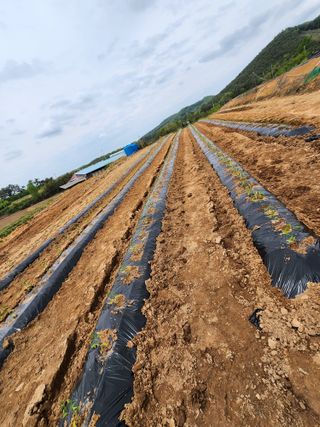 황미순님의 고추 · 영농일지 작성글 사진