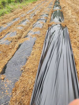 박병한님의 참깨 · 영농일지 작성글 사진