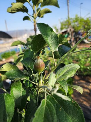 알 수 없음님의 사과 · 영농일지 작성글 사진