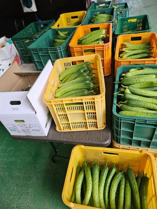 태이린팜님의 오이 · 영농일지 작성글 사진