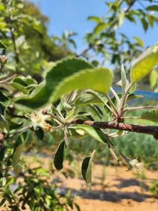 벽창호(죽동농부)님의 사과 · 영농일지 작성글 사진