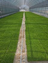 팜모닝 기타작물·영농일지 게시글 이미지