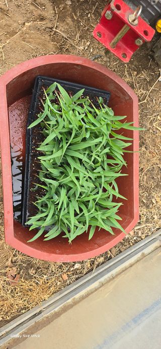 ♡청심전유삼♡님의 고추 · 영농일지 작성글 사진