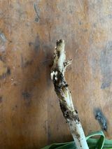 팜모닝 마늘·영농일지 게시글 이미지