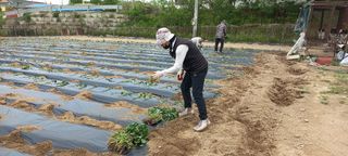 황정희님의 고구마 · 영농일지 작성글 사진
